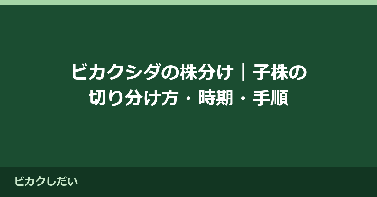 ビカクシダの株分け｜子株の切り分け方・時期・手順