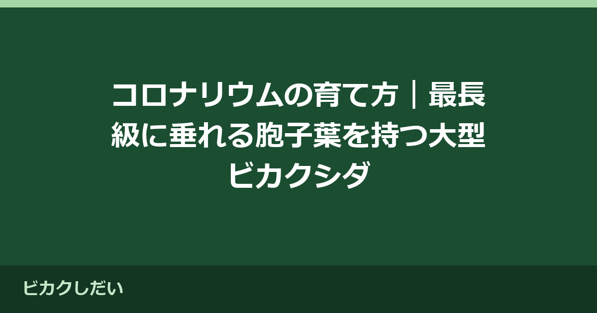 コロナリウムの育て方｜最長級に垂れる胞子葉を持つ大型ビカクシダ