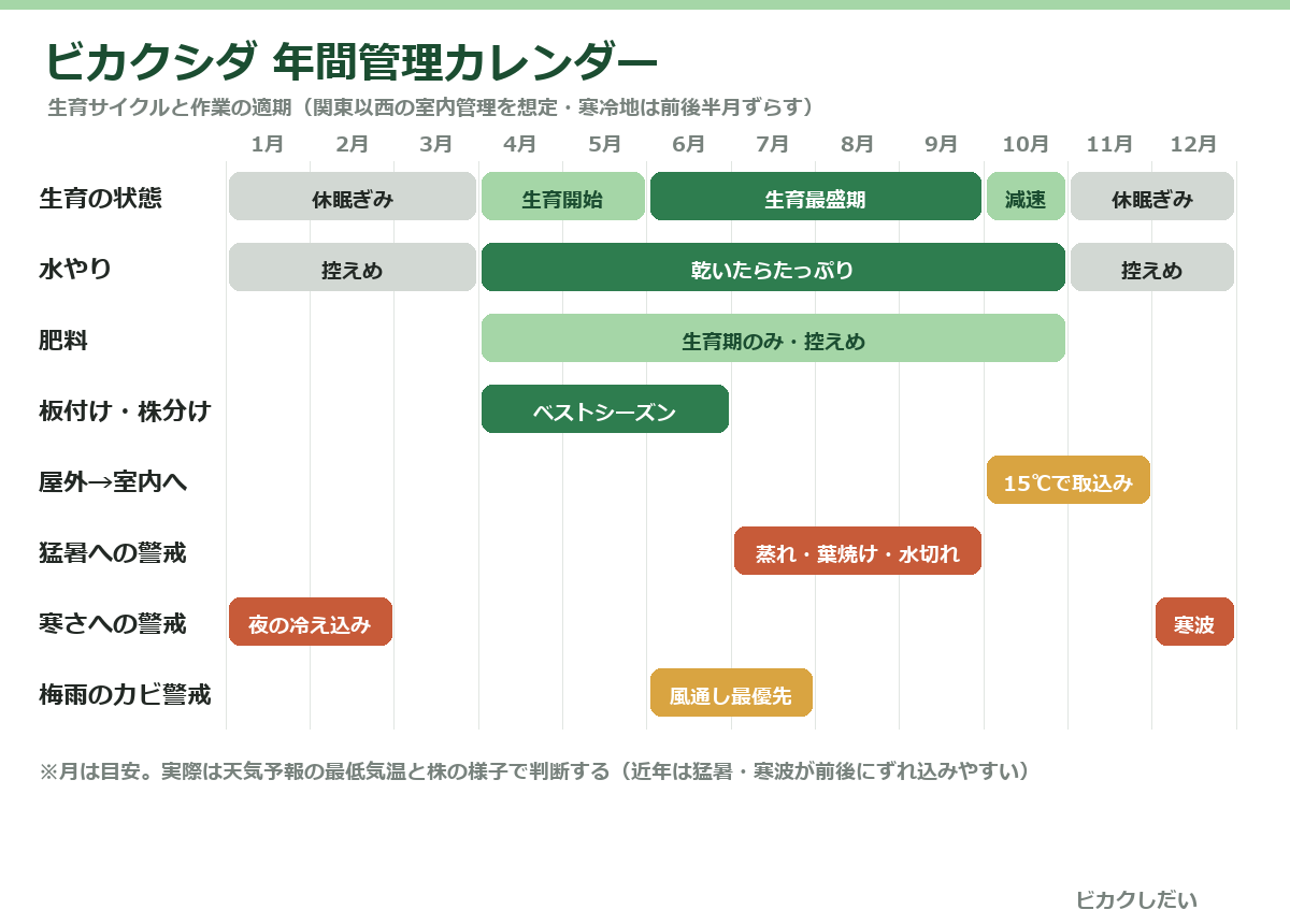 ビカクシダ年間管理カレンダー（月別の水やり・肥料・作業適期）
