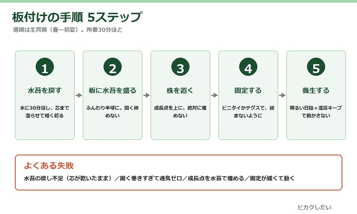 ビカクシダ板付けの手順5ステップ図