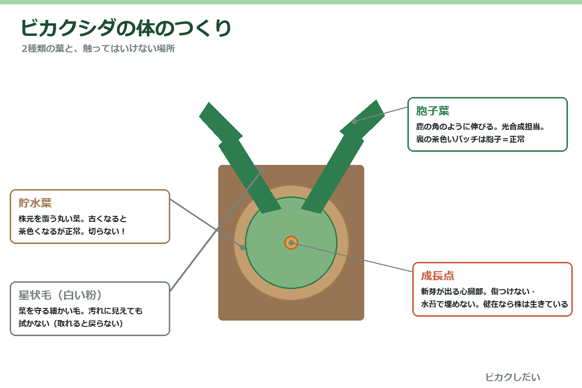 ビカクシダの貯水葉・胞子葉・成長点の構造図