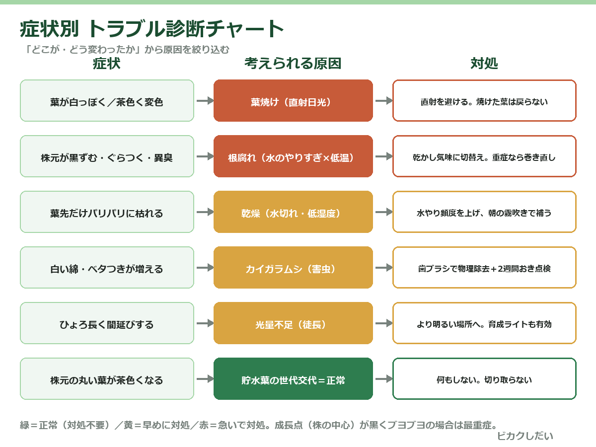 ビカクシダ症状別トラブル診断チャート