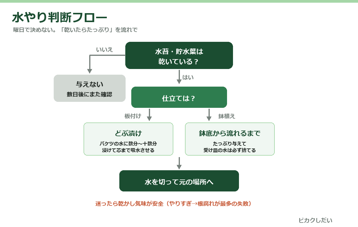 ビカクシダ水やり判断フローチャート