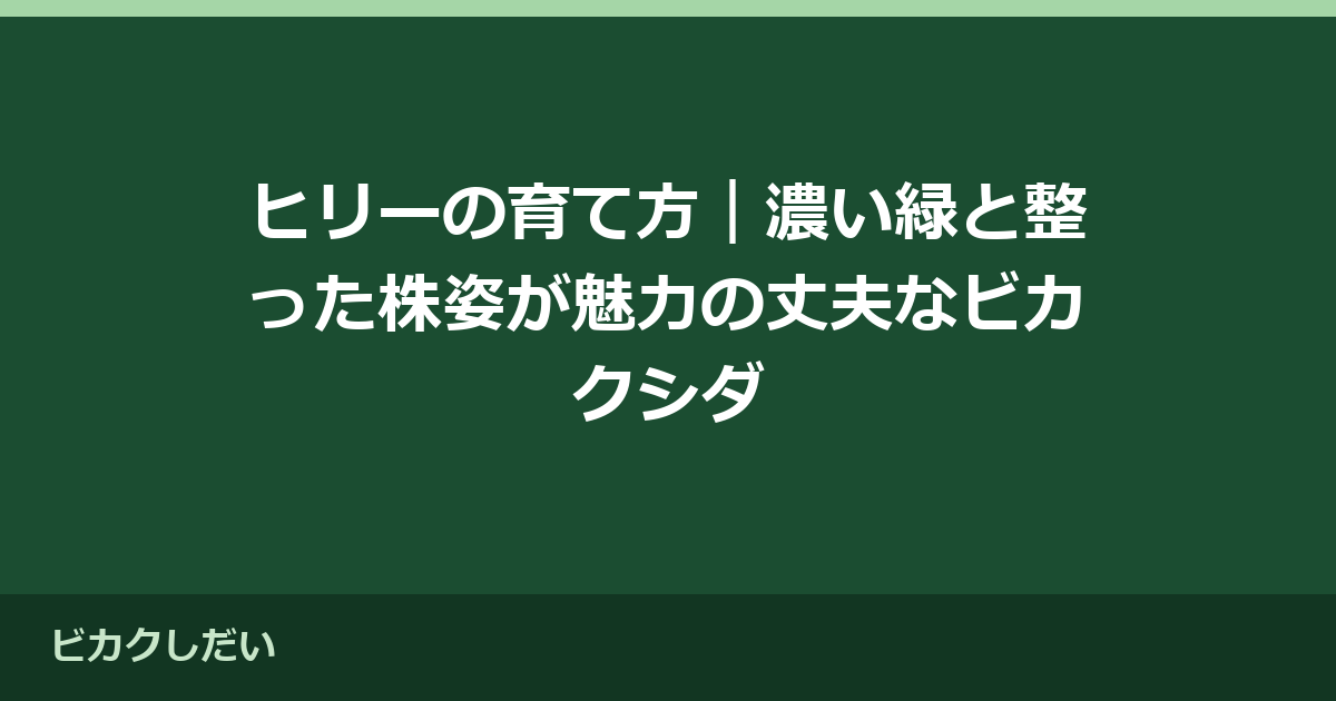 ヒリーの育て方｜濃い緑と整った株姿が魅力の丈夫なビカクシダ