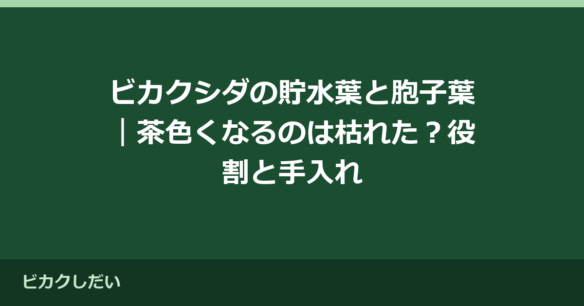 ビカクシダの貯水葉と胞子葉｜茶色くなるのは枯れた？役割と手入れ