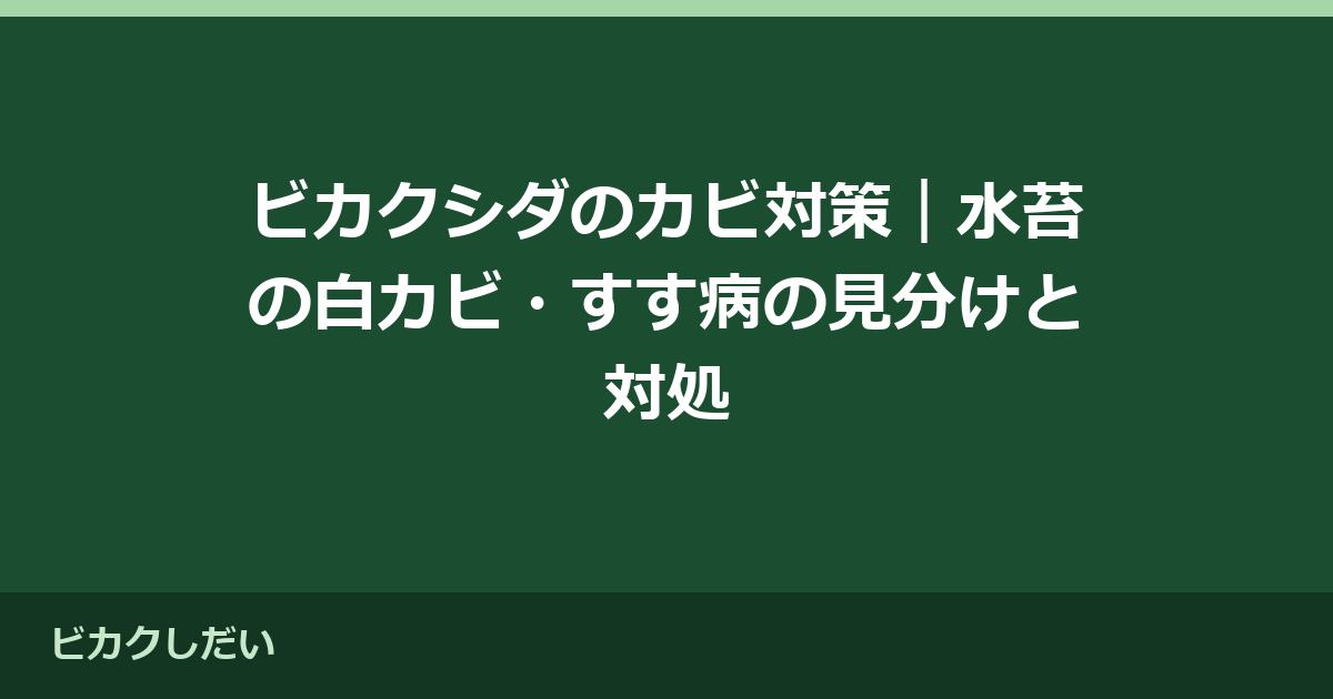 ビカクシダのカビ対策｜水苔の白カビ・すす病の見分けと対処